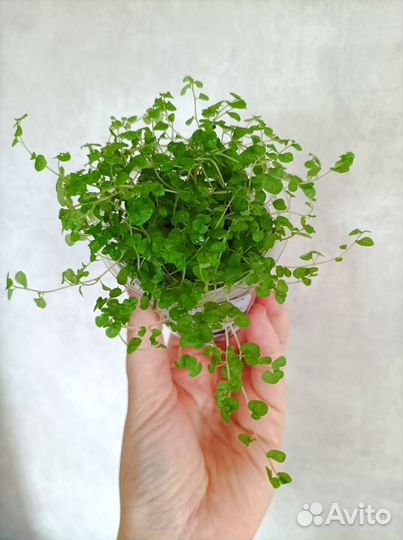 Солейролия