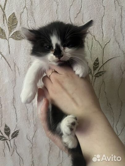 Отдам котят в добрые руки