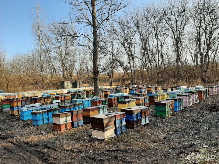 Пчеломатки