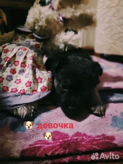 Отдам в добрые руки щенков