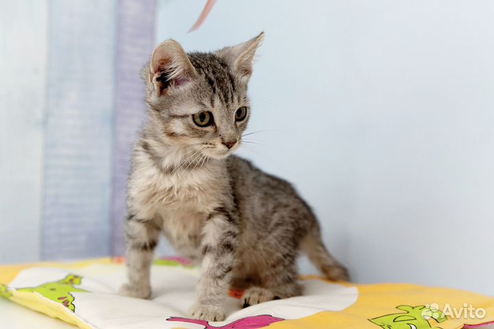 Котёночек 1,5 месяца ждёт своих родителей