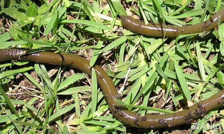 Червь зелёный (болотный)