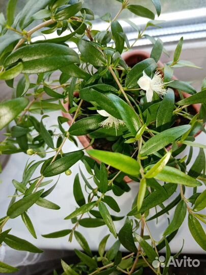 Миртовое дерево