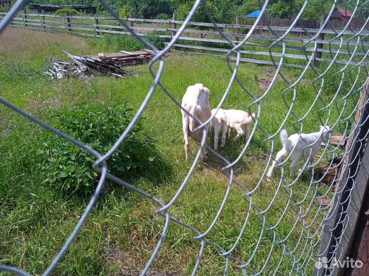 Козляты Ламанчи