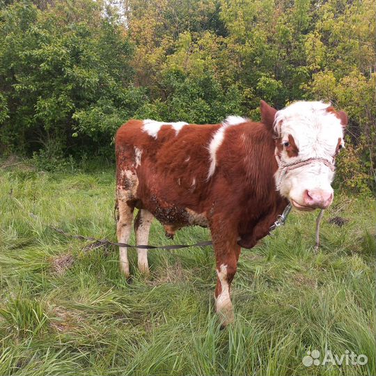 Бычки симменталы годовых