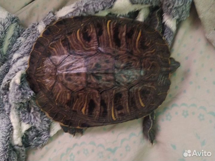 Красноухая черепаха