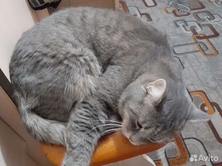 Отдам двух братиков