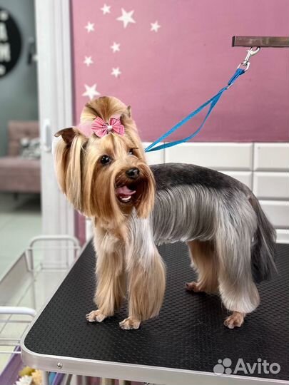 Стрижка собак и кошек. Грумер