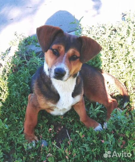 Красивый песик ищет дом и своего хозяина