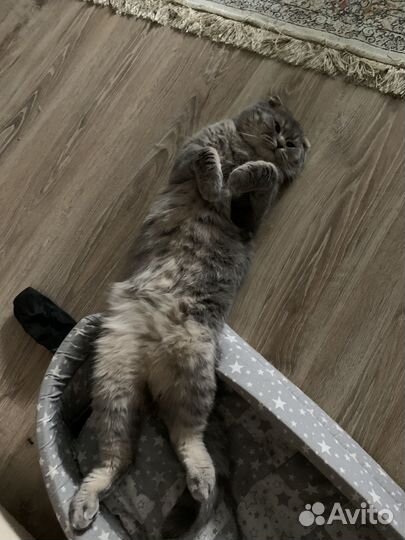 Шотландский вислоухий кот на вязку