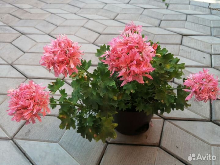 Пеларгония герань