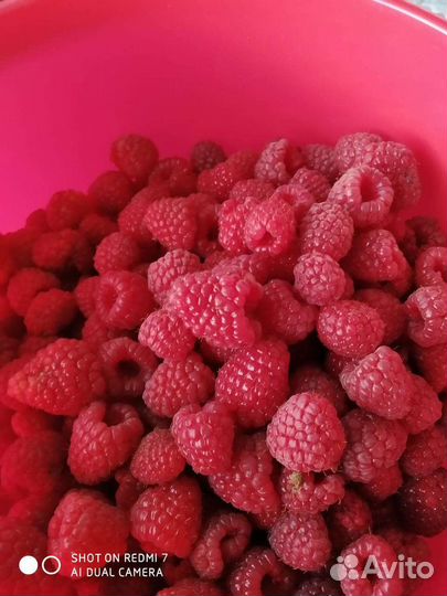 Малина ремонтантная