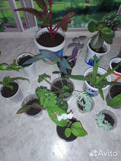 Комнатные цветы