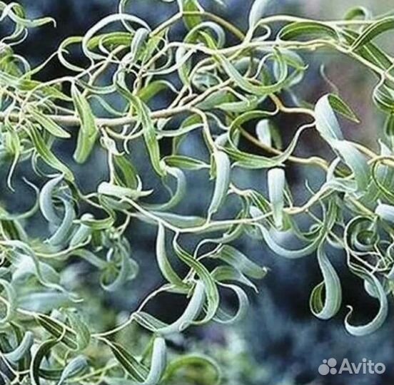 Форзиция Ива Барбарис, Черная и Красная Смородина