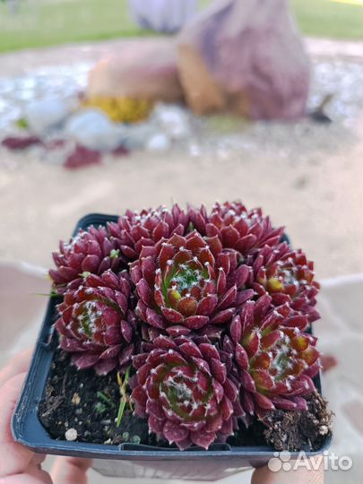 Молодило Red Papaver (Ред Папавер)