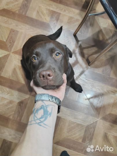 Лабрадор ретривер щенки