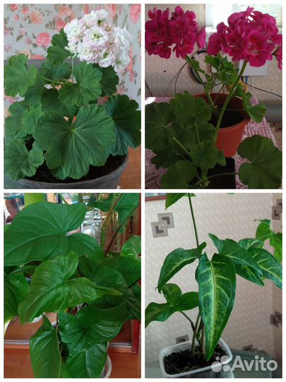 Комнатные цветы