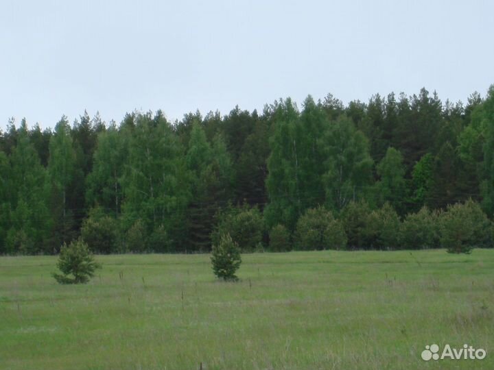 Ищу партнера в сельское хозяйство