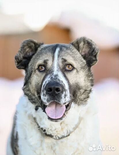 Предательство души