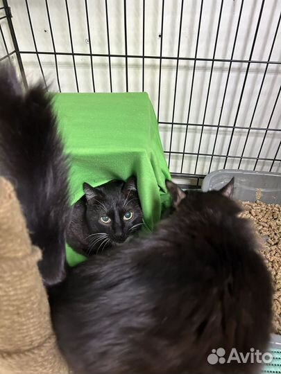 Коты и кошки