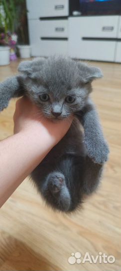 Вислоухие котята