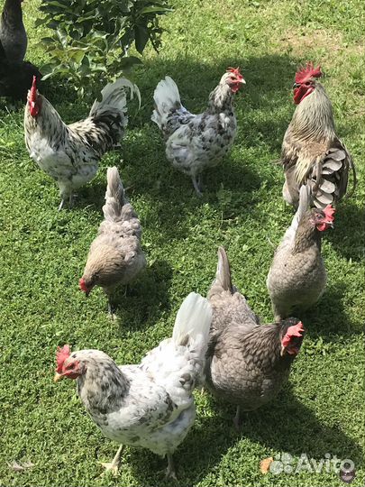 Сильверуддс Блю (Чистокровная Шведская несушка)