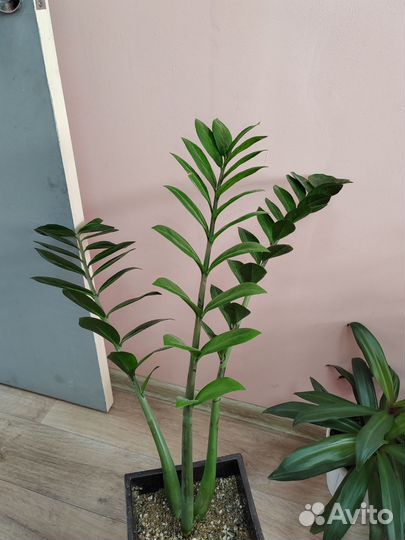 Замиокулькас