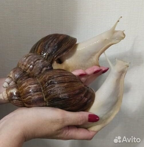Улитки ахатины