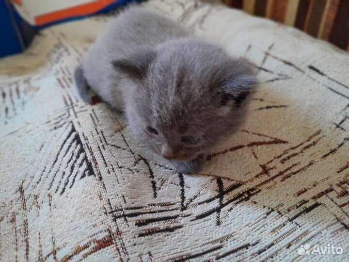 Два котёнка девочки. Уже месяц