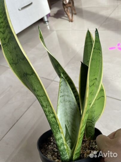 Сансевиерии сортовые