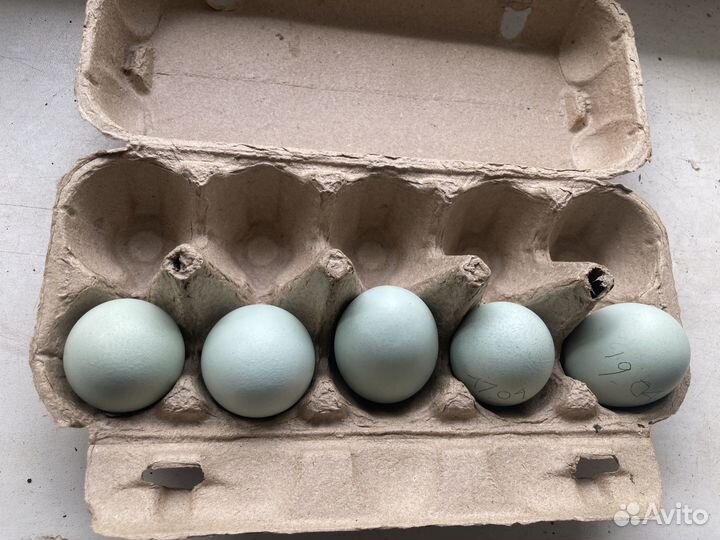 Инкубационное яйцо Ухейлюй