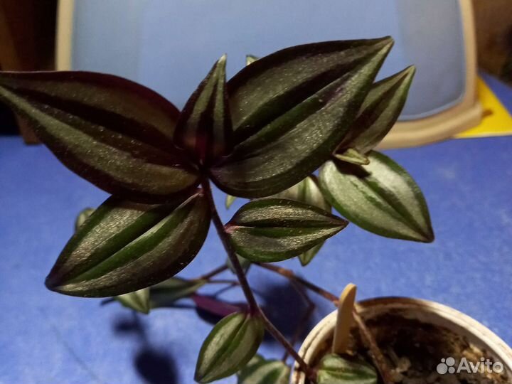 Ривина, Шефлера, Фикус, драцена, колеус