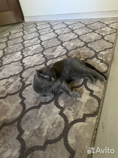 Кошка британская