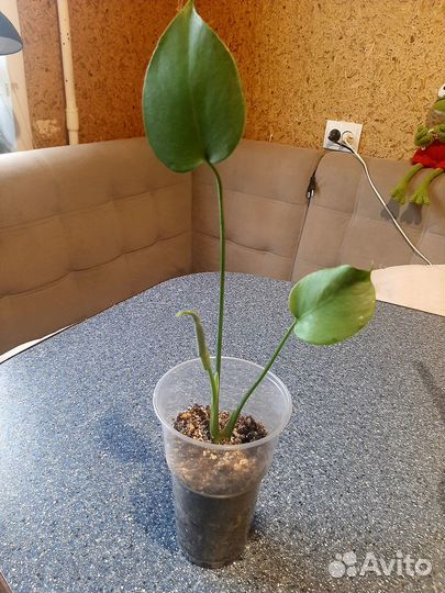 Монстера деликатесная