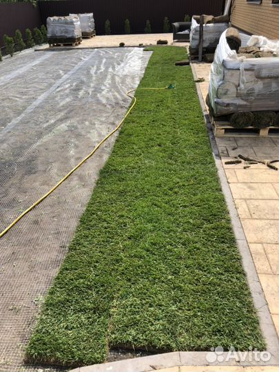 Рулонный газон ландшафтный дизайн посадка растений