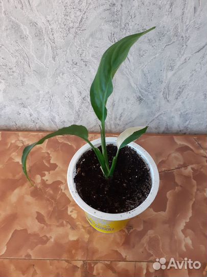 Спатифиллум пикассо