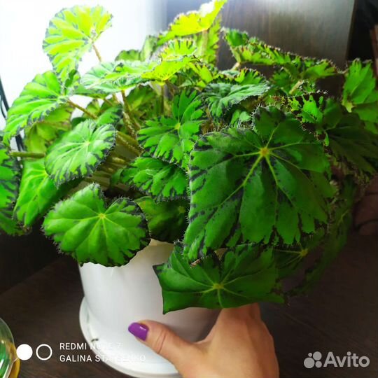 Бегония декоративно лиственная