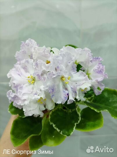 Фиалки молодые, первое цветение