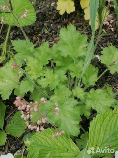 Многолетники,гейхеры, хосты, трициртис, живица, ир