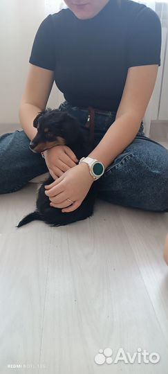 Щенок в добрые руки бесплатно маленькая