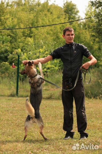 Услуги кинолога