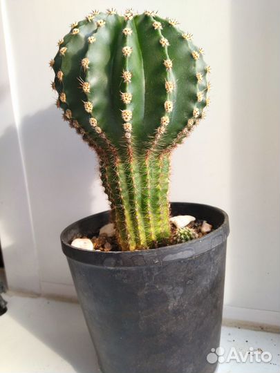 Кактусы малыши микс