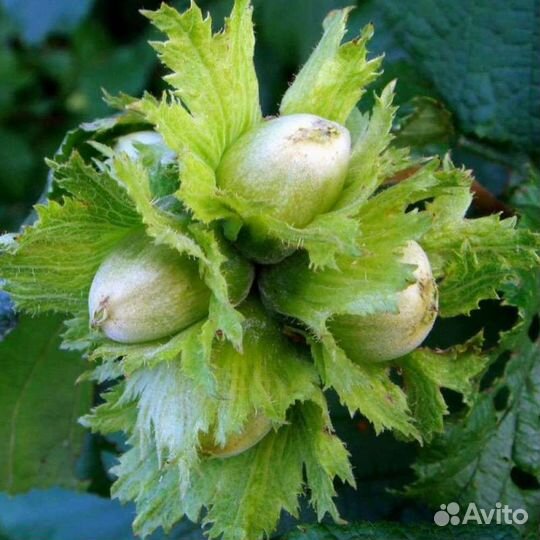 Саженцы фундук, маньчжурский орех, грецкий орех