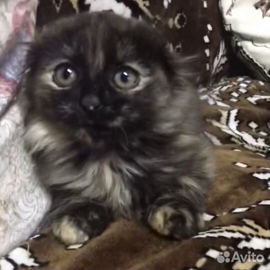 Вислоухий пушистый котенок девочка бесплатно