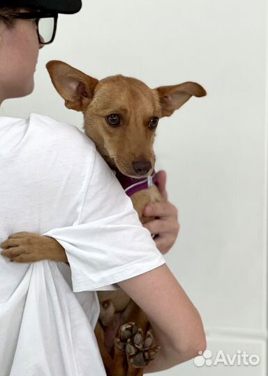 Крошечный песик в добрые руки