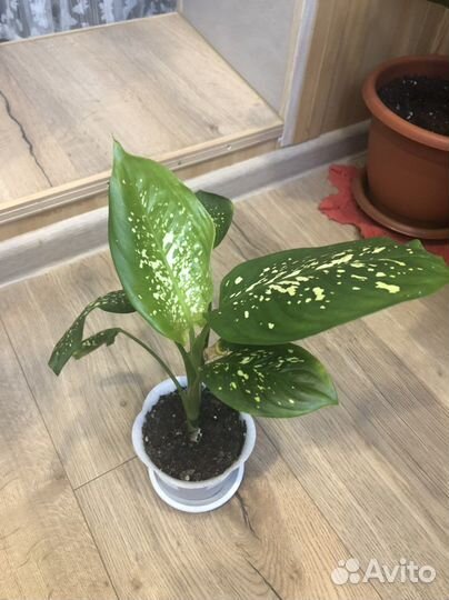 Диффенбахия