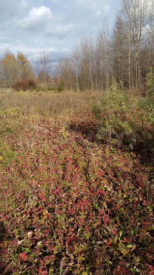 Участок 11,5 сот. (ИЖС)