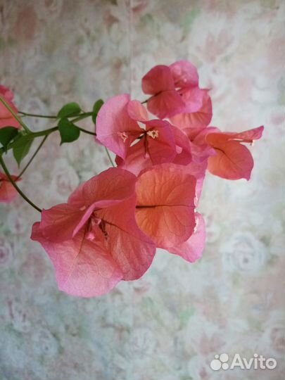 Бугенвиллия черенки