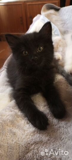 Отличные котятки