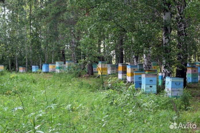 Мёд Алтайский опт